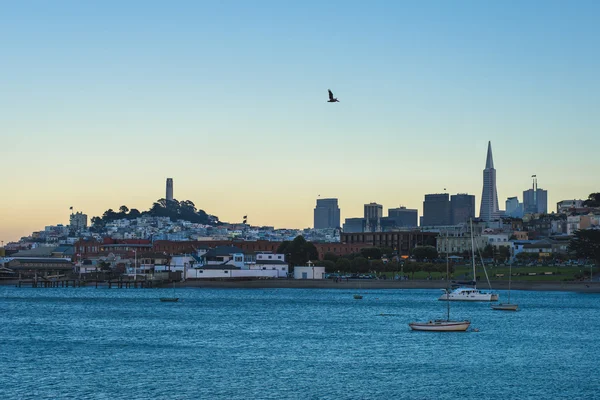 Pelican Volando sobre San Francisco —  Fotos de Stock