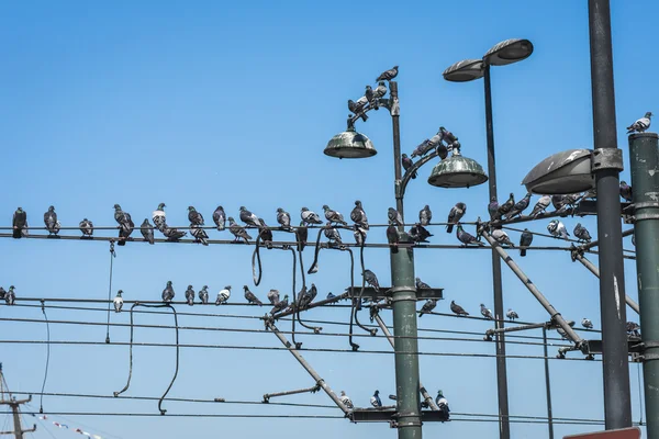 Güvercinler de Istanbul, Türkiye — Stok fotoğraf