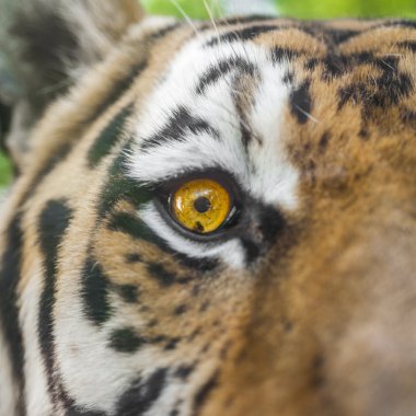 güzel tiger portresi kapatın