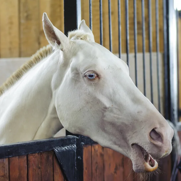 Beau portrait de cheval blanc aux yeux bleus — Photo