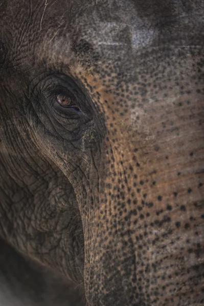 Elephant Portrait — Stock Photo, Image