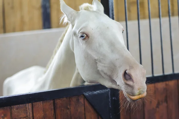 Frumos portret de cal alb cu ochi albaștri — Fotografie, imagine de stoc
