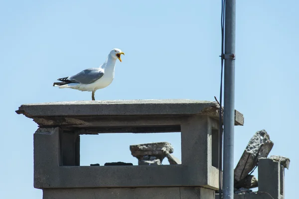 Big seagull screaming on Rooftop in Istanbul — Stock Photo, Image