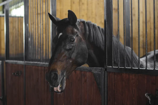 Vackra nära porträtt av brun häst i stallet — Stockfoto