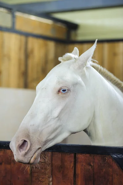 Beautiful Portrait of White Horse with Blue eyes — Stock Photo, Image