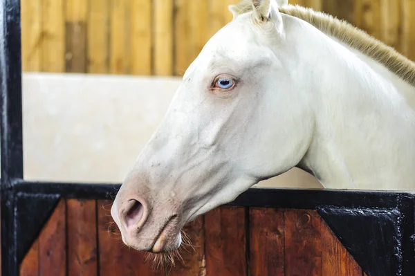 Frumos portret de cal alb cu ochi albaștri — Fotografie, imagine de stoc