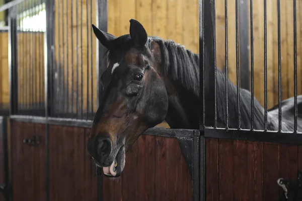 Mooi dicht portret van bruin paard in stallen — Stockfoto