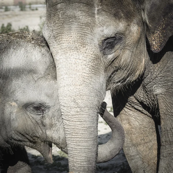 Famiglia di Elefanti, madre e figlio — Foto Stock