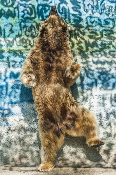 Oso marrón bailando en zoológico ruso —  Fotos de Stock