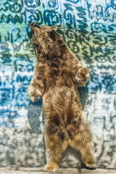 Καφέ αρκούδα χορό στο ρωσικό ζωολογικό κήπο — Φωτογραφία Αρχείου