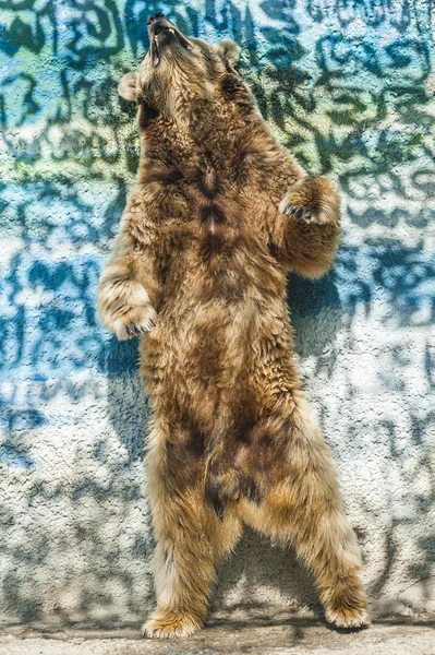 Brown Bear Dancing in Russian Zoo — Stock Photo, Image
