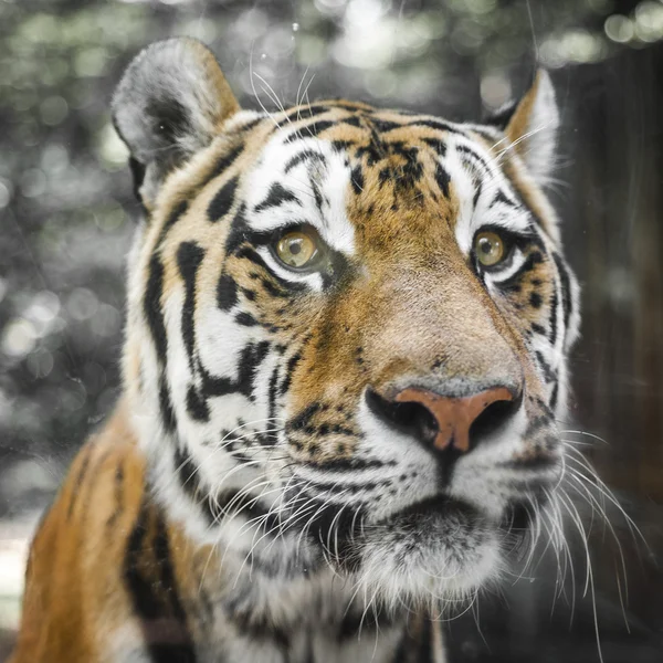 关闭美丽老虎的肖像 — 图库照片