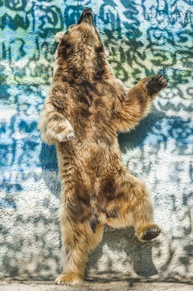 갈색 곰 러시아 동물원에서 춤을 — 스톡 사진