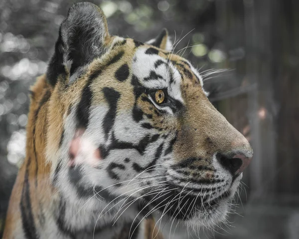 Porträt des schönen Tigers — Stockfoto