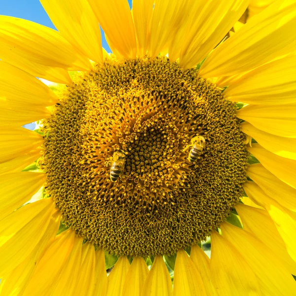 Biene auf einer Sonnenblume — Stockfoto