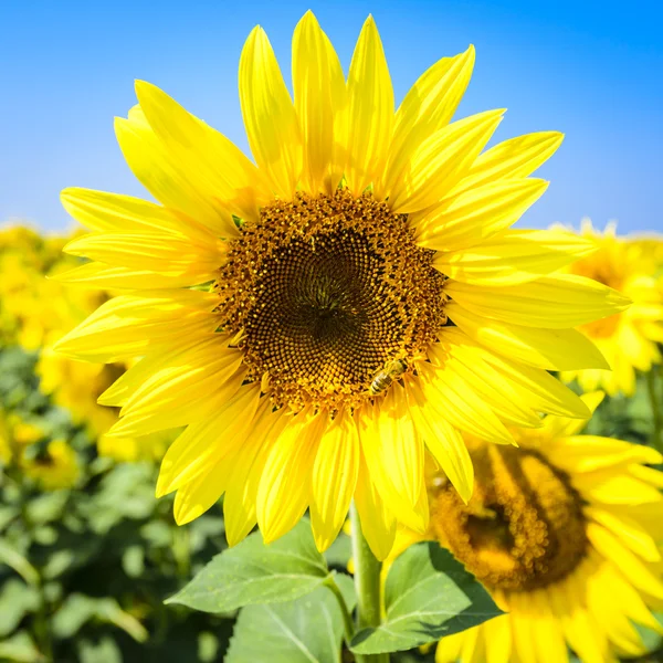 Biene auf einer Sonnenblume — Stockfoto
