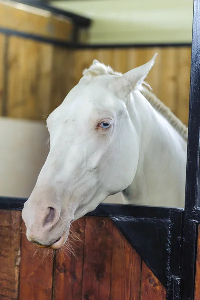 Schönes Porträt eines weißen Pferdes mit blauen Augen Stockfoto