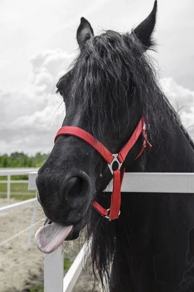 Vackra porträtt av häst visar hennes tunga till fotograf Stockbild