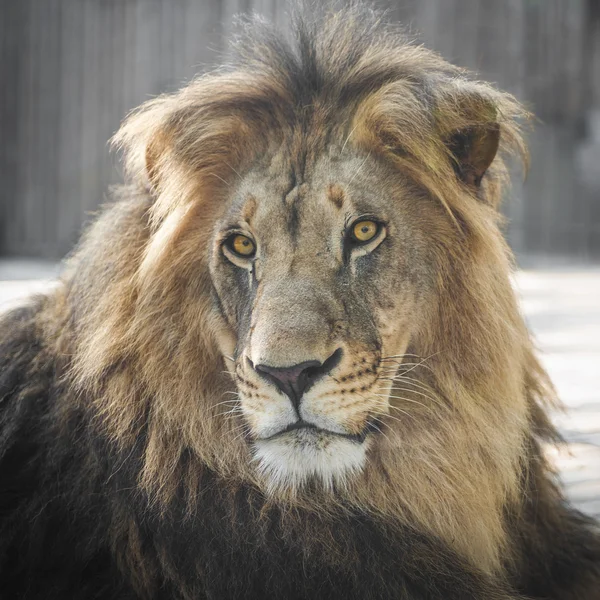 Porträt des schönen Löwen — Stockfoto