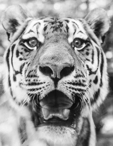 Black andd whie Portrait of beautiful Tiger — Stock Photo, Image