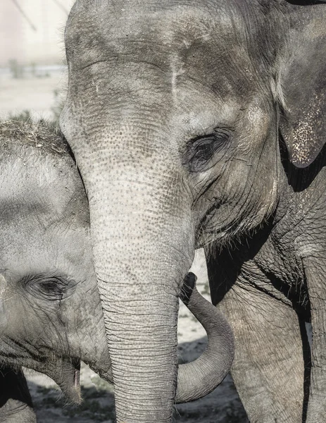 Famiglia di Elefanti, madre e figlio — Foto Stock