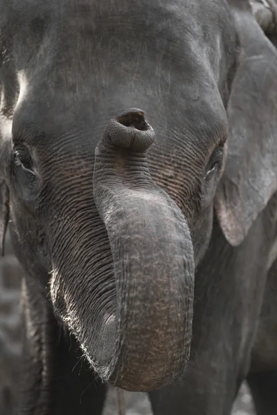 Chiudi Ritratto di un bellissimo elefante — Foto Stock