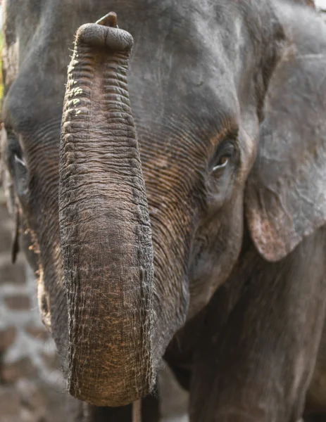 Close Portrait of beautiful Elephant — Stock Photo, Image