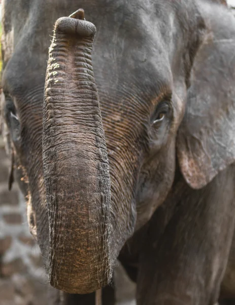 Chiudi Ritratto di un bellissimo elefante — Foto Stock