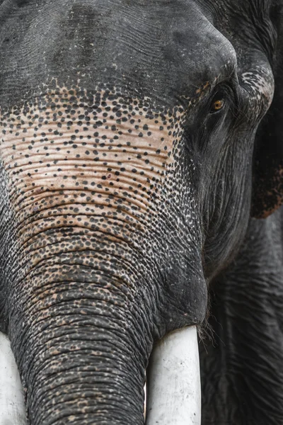 Chiudi Ritratto di un bellissimo elefante — Foto Stock