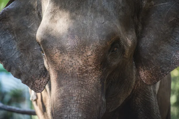 Chiudi Ritratto di un bellissimo elefante — Foto Stock