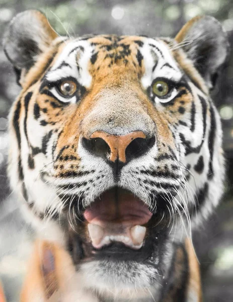 Close portrait of a beautiful Tiger, smiling and watching at you — Stock Photo, Image