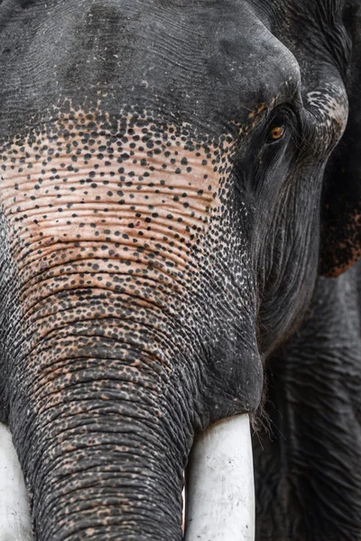 Chiudere il ritratto di un grande elefante in India, GOA — Foto Stock