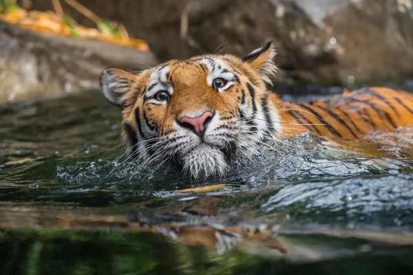 Tigre bonito nadando no lago, animais, natureza, Greenpeace, água, olhos, gato, tigre, besta, pedra, movimento, impressionante — Fotografia de Stock