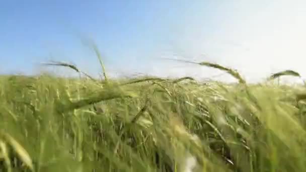 Sluch pšenice na poli při západu slunce. Koncepce sklizně pšenice v zemědělském průmyslu. chodit po velkém pšeničném poli. velká sklizeň pšenice v létě na poli krajinný životní styl — Stock video