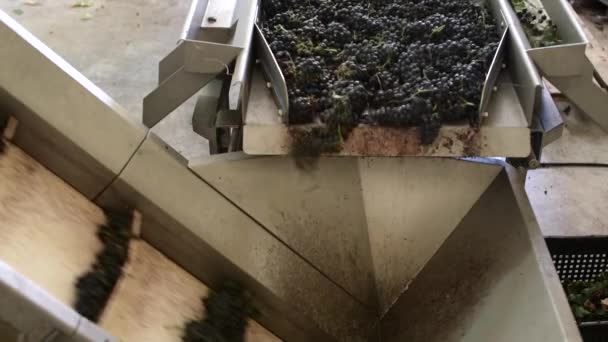 Transportador com uva de vinho tinto na fábrica de vinhos, produção de vinho tinto — Vídeo de Stock