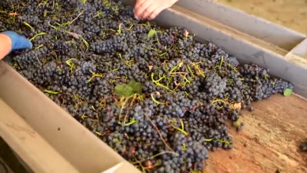 Transportband met rode wijndruif in wijnfabriek, rode wijnproductie — Stockvideo