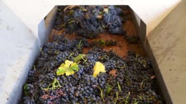 Şarap fabrikasında kırmızı şarap üzümü ve kırmızı şarap üreticisi.