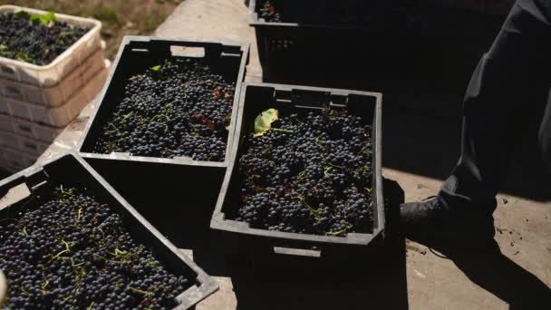 Skörd av druvor för rödvin vid vinfabriken, — Stockvideo