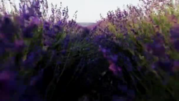 Lavendelfält i Frankrike Provence genom — Stockvideo
