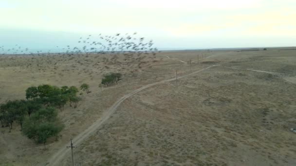 Troupeau d'étourneaux volant le matin lever du soleil près des poteaux électriques dans la région du pays — Video