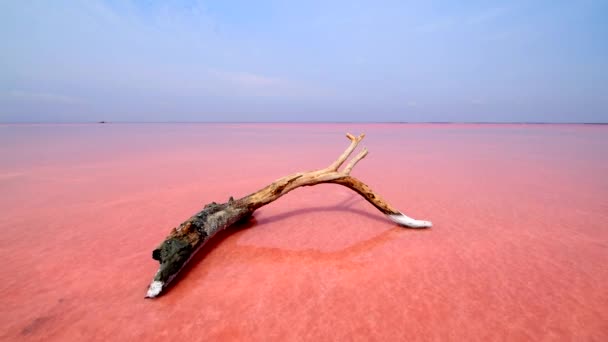 Un lungo ramo di un albero bruno scuro giace sulla superficie di un lago rosa brillante. 4k riprese cinematografiche non classificate — Video Stock