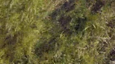Kurumuş deniz, küresel ısınma ve kuraklık kavramlarıyla dolu kuru bir kıyı. Kuru kil üzerinde insan ve hayvan izleri olan rüzgarlı çöl manzarası. 4k yüksek kalite sinematik dron görüntüsü