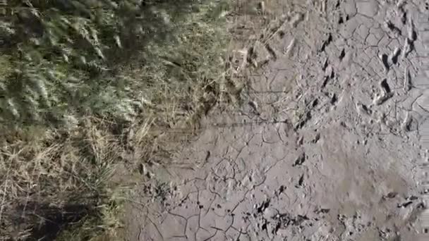 Vue de dessus rivage sec plein d'argile de mer asséchée, réchauffement climatique et concept de sécheresse. Paysage désertique venteux avec des traces humaines et animales sur de l'argile sèche. Images de drone cinématographique de haute qualité 4k — Video