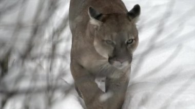 Kışın şiddetli kar yağışı sırasında kış dağlarında bir puma, dağ aslanı ve puma portresi. 4k sinemasal ağır çekim vahşi yaşam görüntüsü, 120 fps