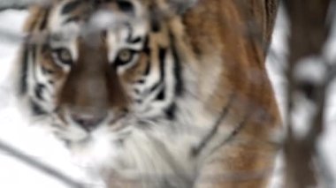 Kışın şiddetli kar yağarken kış dağlarında kaplan Amur kaplanı portresi. 4k sinemasal ağır çekim vahşi yaşam görüntüsü, 120 fps