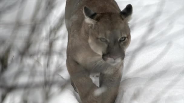 Kışın şiddetli kar yağışı sırasında kış dağlarında bir puma, dağ aslanı ve puma portresi. 4k sinemasal ağır çekim vahşi yaşam görüntüsü, 120 fps — Stok video