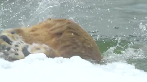 Polar bear in winter landscape at snowfall, swimming in cold water across broken ice. 4k Cinematic slow motion footage — Wideo stockowe