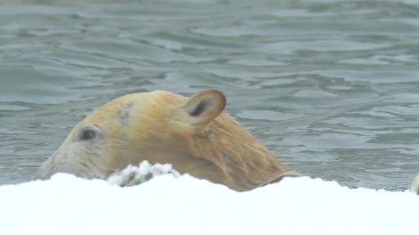Kış mevsiminde kutup ayısı kar yağışı altında buzun üzerinde soğuk suda yüzüyor. 4k Sinematik ağır çekim — Stok video
