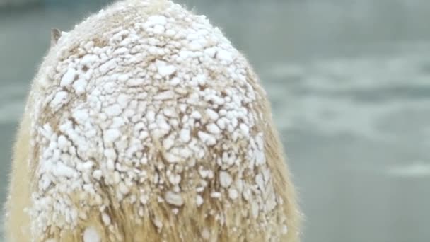 Polar bear in winter landscape at snowfall, swimming in cold water across broken ice. 4k Cinematic slow motion footage — Wideo stockowe
