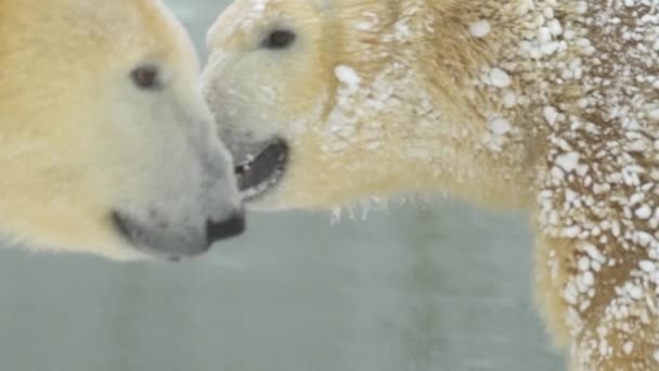 Oso polar en el paisaje invernal en las nevadas, nadando en agua fría a través del hielo roto. Imágenes en cámara lenta 4k Cinematic — Vídeos de Stock